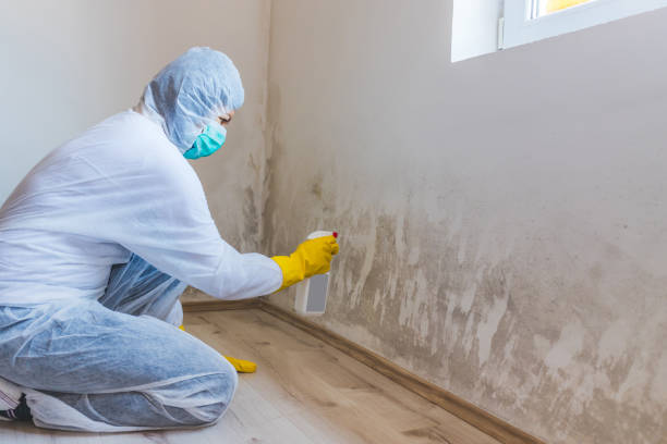 Mold Remediation specialist working in Mackinaw City
