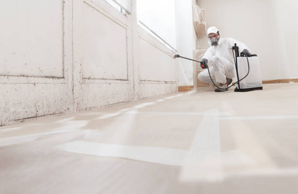 Black mold remediation team in Mackinaw City