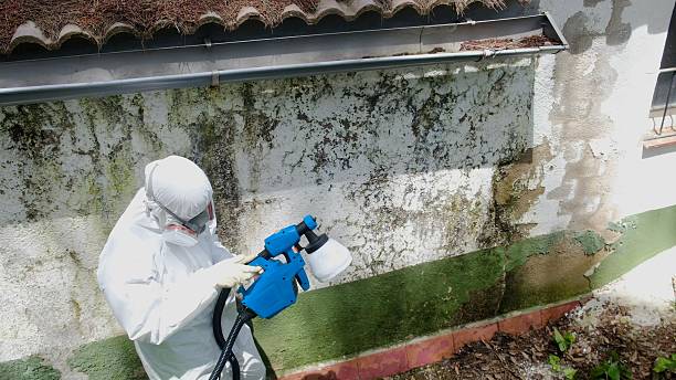 Mold Remediation service in Mackinaw City, Mackinaw City, MI